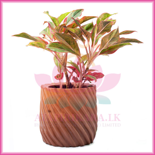 buy indoor clay pot sri lanka