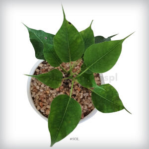 Buy thai bonsai bo tree sri lanka